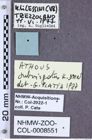 Etiketten zu Athous subvirgatus (NHMW-ZOO-COL-0008551)